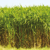 chauffage-miscanthus